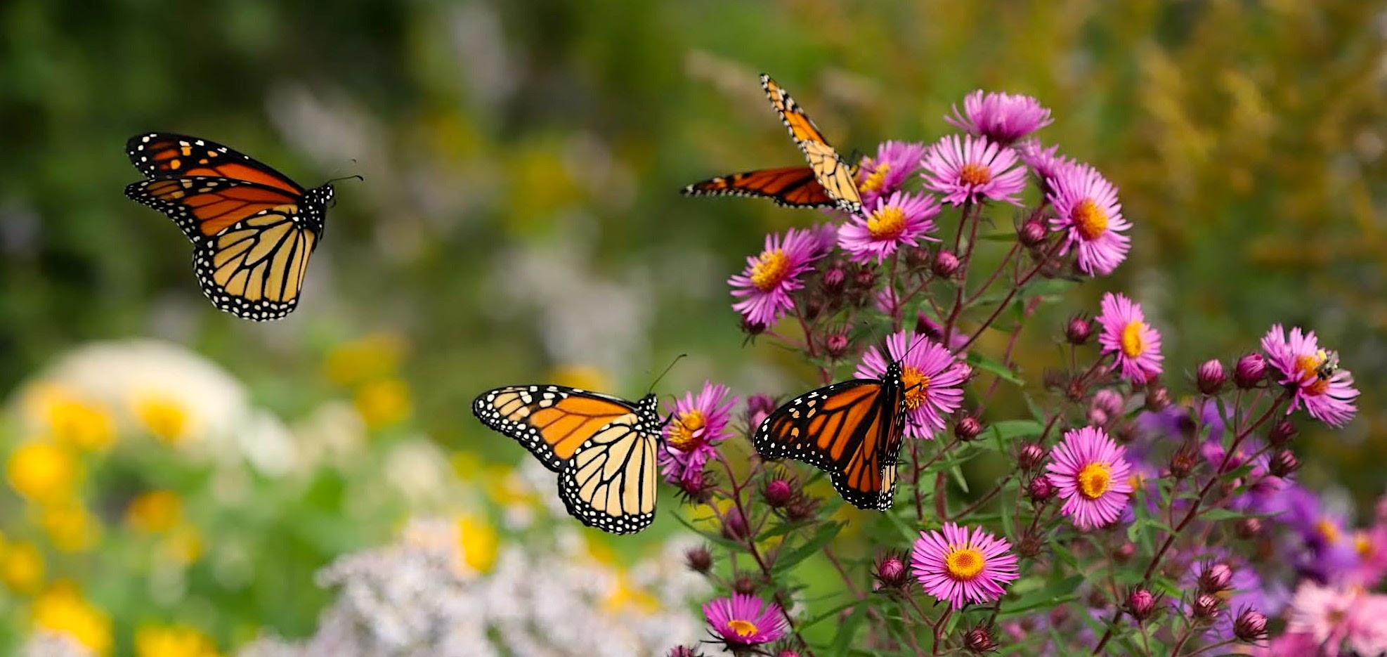 Maine Photo Tours, monarch butterflies